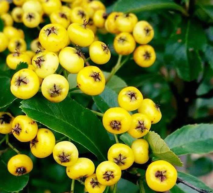 Pyracantha Saphyr Yellow Berries buy online UK