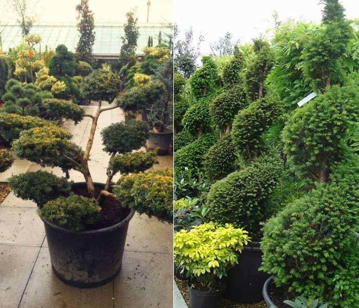 Yew Cloud Trees | Taxus Baccata Spirals nursery, buy online UK 