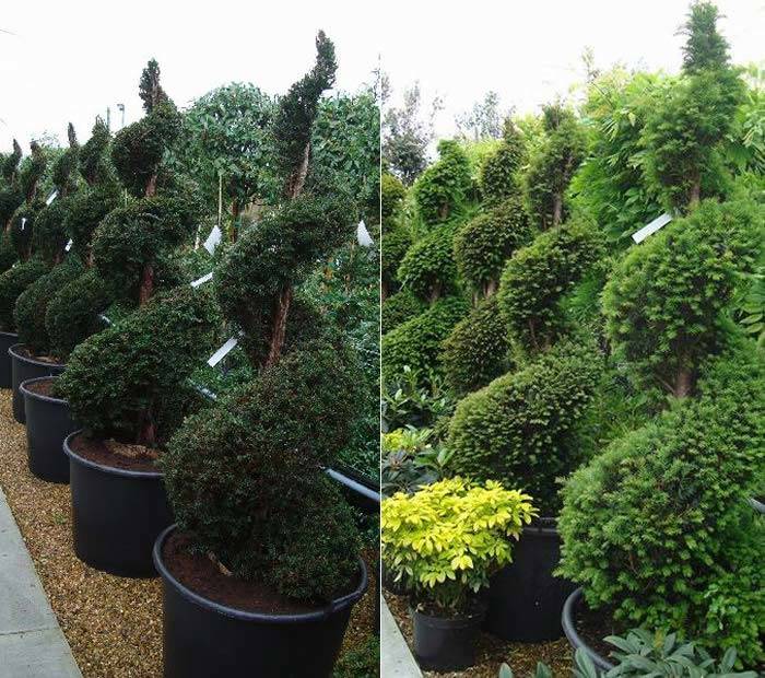 Taxus Baccata also known as Yew Topiary Spirals, buy online UK