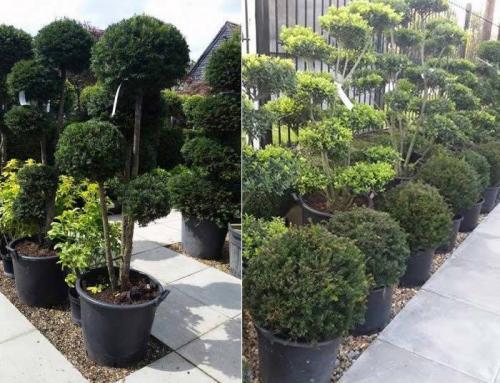 Conifers For Shade and Dappled Shade