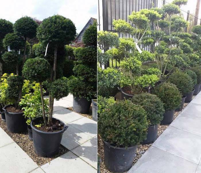 Taxus Baccata or Yew Topiary trees for sale online UK