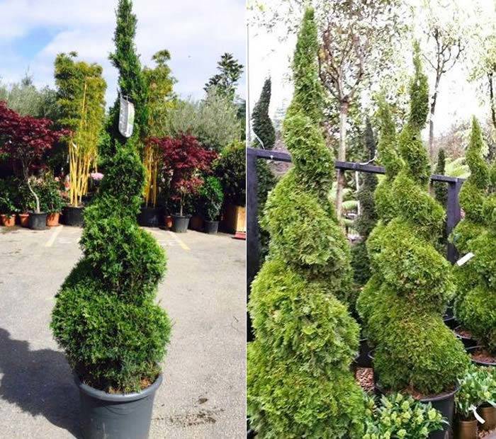 Thuja Smaragd Topiary Spirals, Offer Buy 2 Save £45 buy online UK