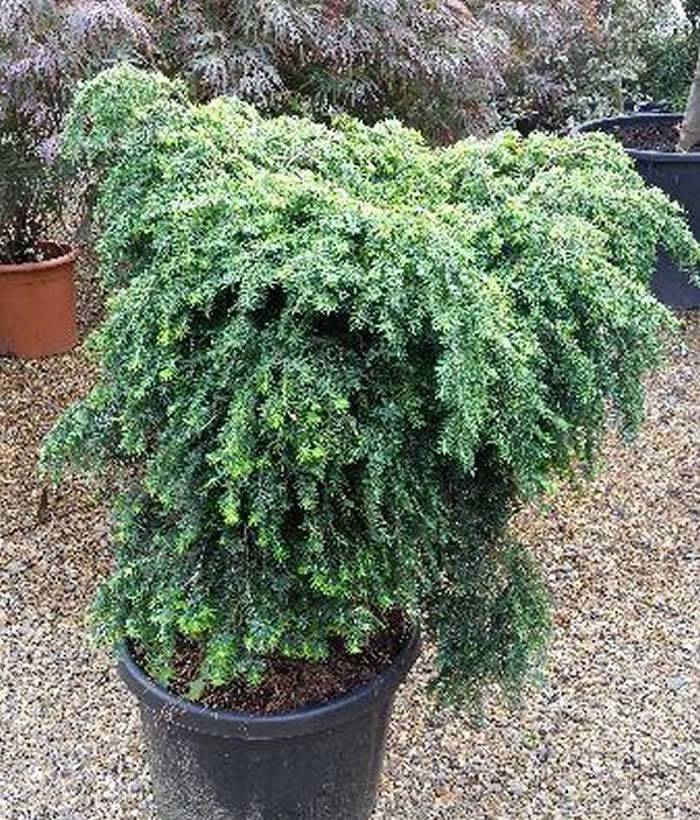 Tsuga Canadensis Jeddeloh buy online UK