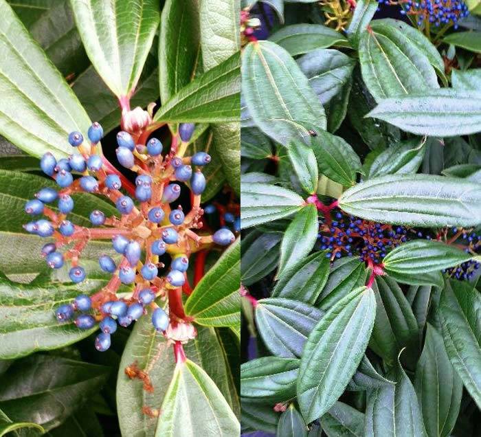 Viburnum Davidii Blue Berries in Autumn, buy online UK