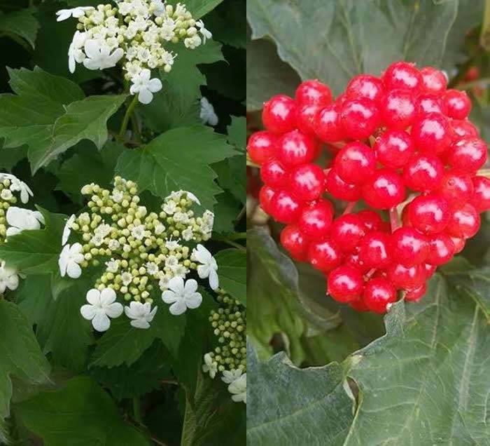 Viburnum Opulus Compactum - Guelder Rose buy online UK