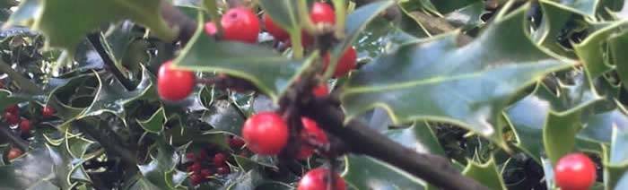 Buy plants & Trees online for Christmas Delivery
