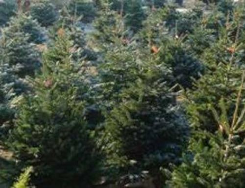 Christmas Tree Potted, Living Christmas Trees
