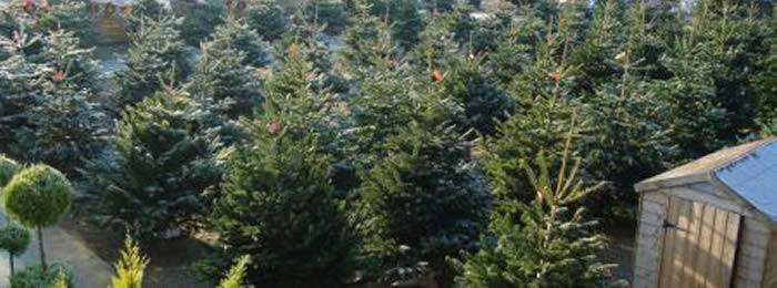 Christmas Trees Potted - Living Trees Buy UK delivery nationwide