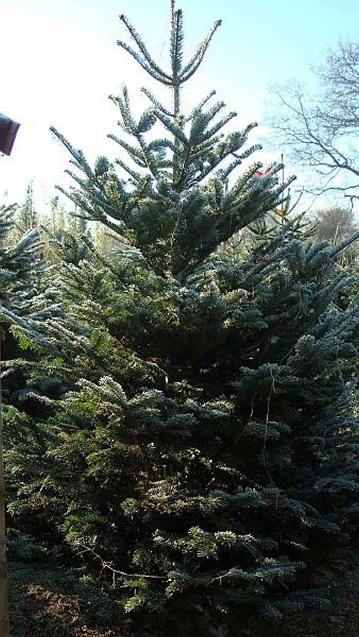 Nordmann Fir Christmas Trees - Potted and Living - 4 Beautiful Sizes, buy online UK