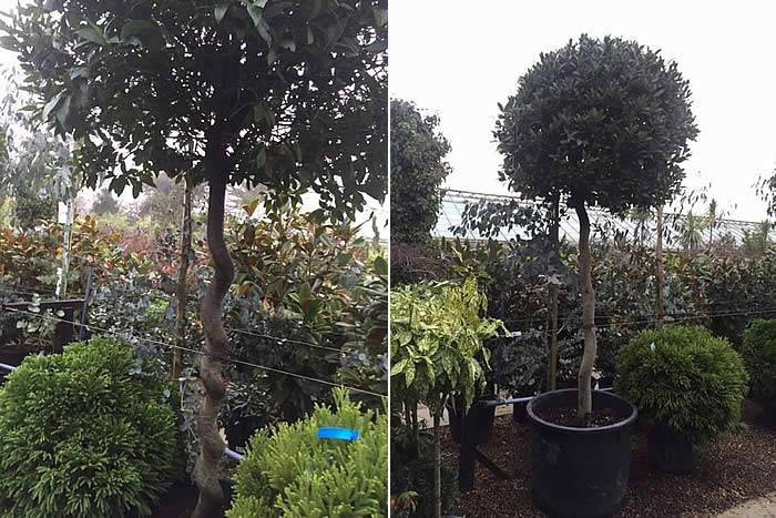 Decorative topiary bay trees have a long clear twisted stem