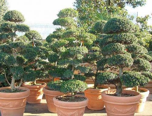 Niwaki Cloud Trees