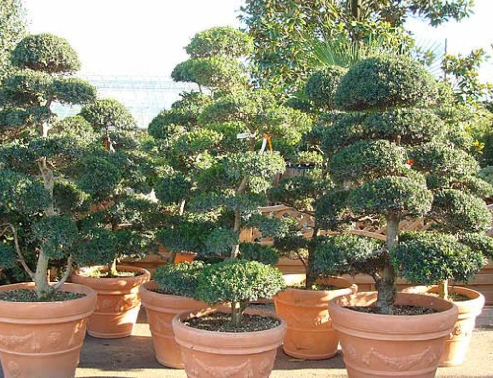 Cloud Trees for Sale UK Japanese Cloud Trees Online