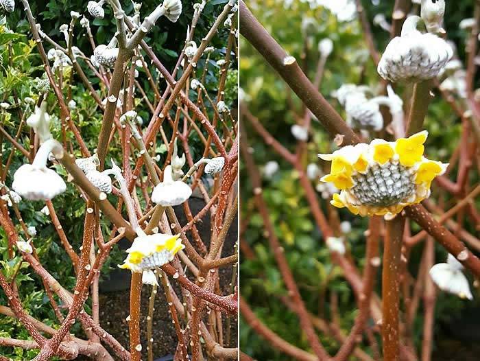 Paper Bush Edgeworthia Chrysantha Plant – its pretty flowers and buds offset against the decorative, cinnamon coloured bark 