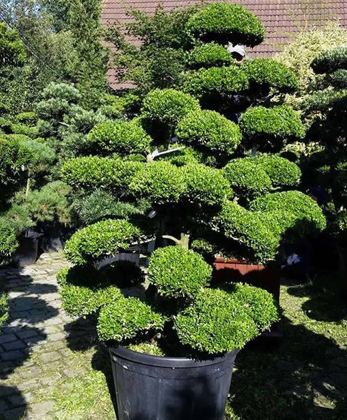  Niwaki Cloud Trees