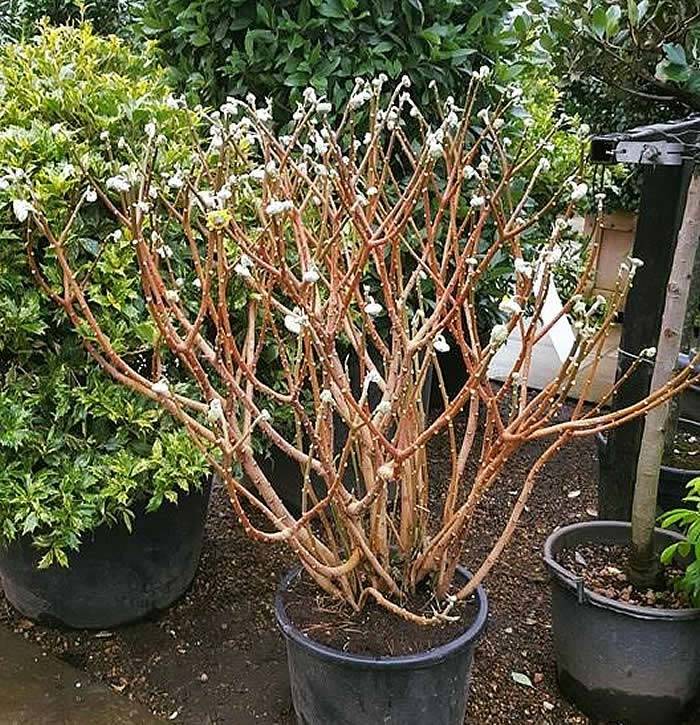 Paper Bush Edgeworthia Chrysantha – available now to buy online!