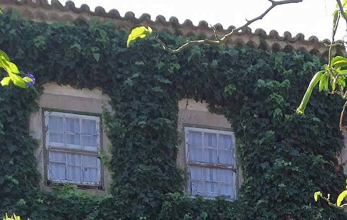 Urban Garden Climbers – Climbing Ivy, a vertical wall of green 