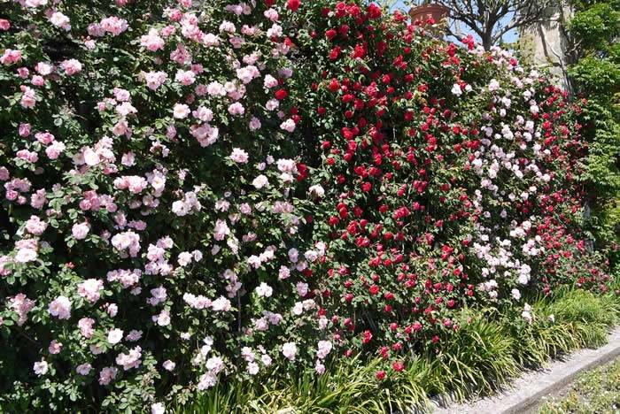 Urban Garden Climbers – a wall of stunning climbing roses in flower