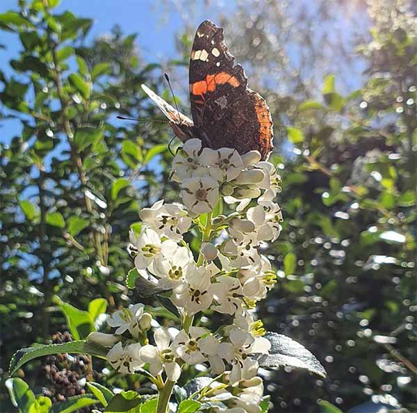 Escallonia Iveyi attracting a Red Admiral Butterfly