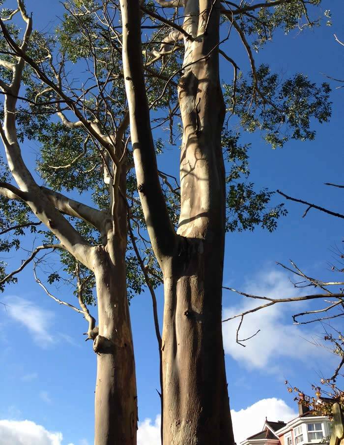 Eucalyptus trees, planted 20 years ago, already impressively mature