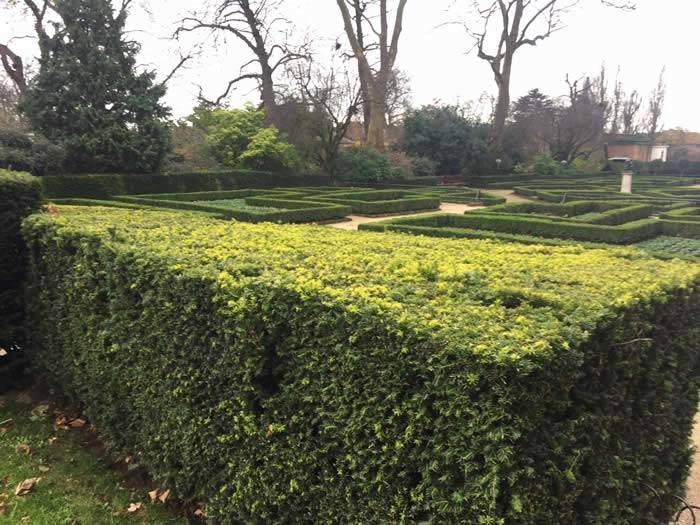 Native Yew, one of the best hedges for wildlife gardening 