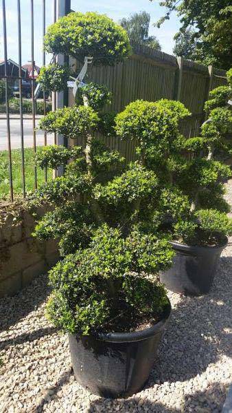 Ilex Crenata Japanese Holly Cloud Trees