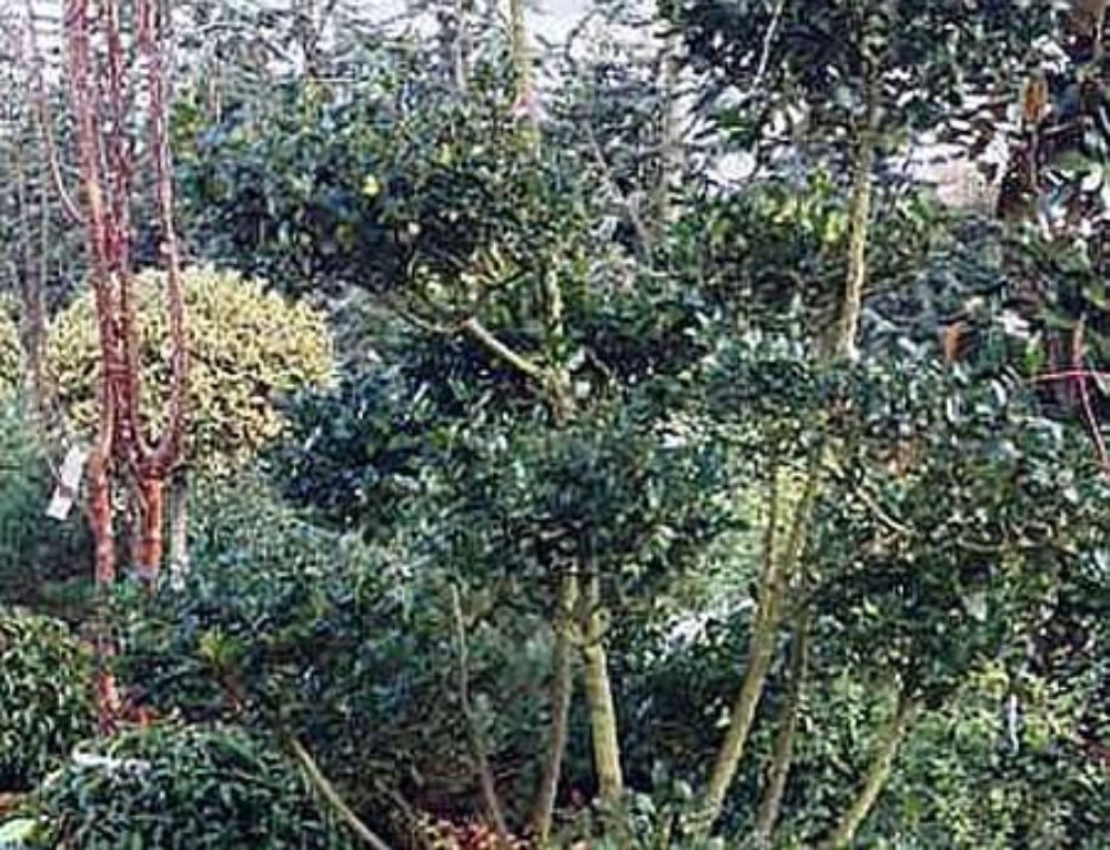 Cloud Trees. Niwaki Cloud Trees for Sale Online UK