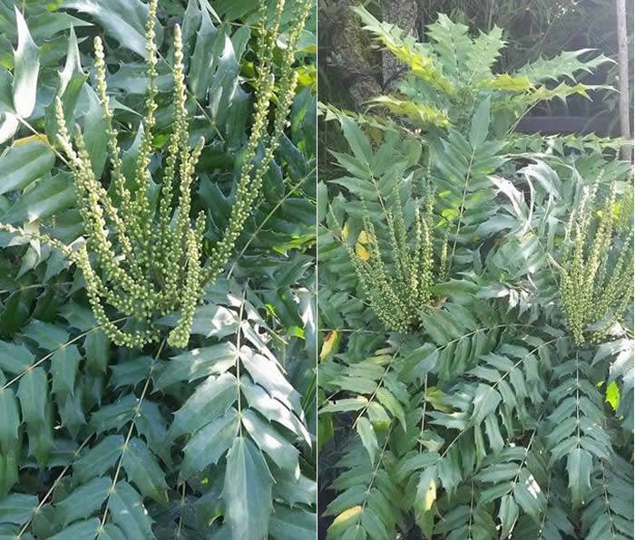 Mahonia x Media Winter Sun flower buds 