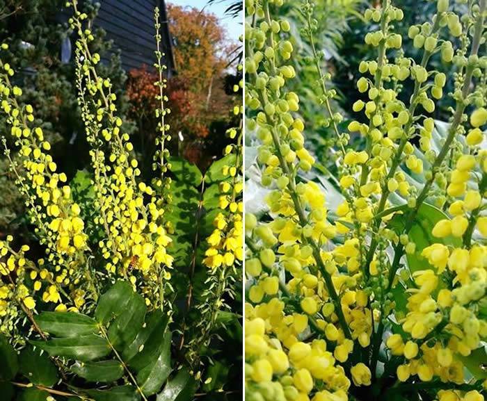 Mahonia x Media