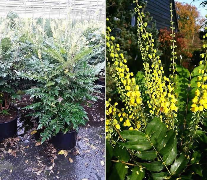 Mahonia x Media Winter Sun – mature, established plants now available