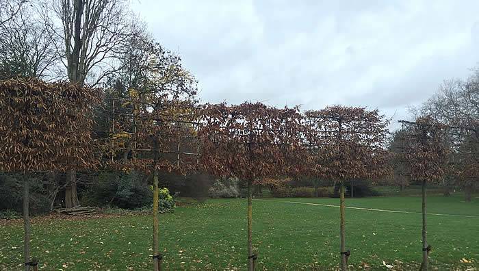 Pleached hornbeams in winter in Holland Park, London