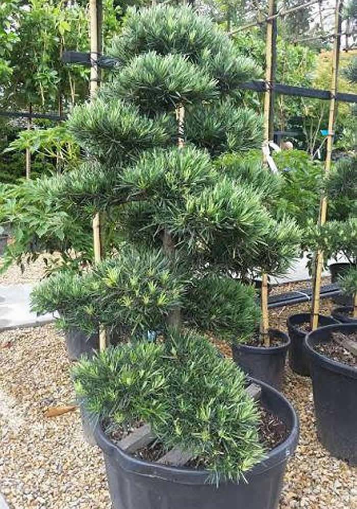 Podocarpus Macrophyllus Cloud Tree with its long wide needles