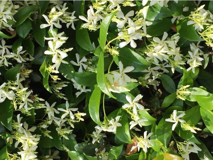 Urban Garden Climbers – Evergreen Star Jasmine in flower 