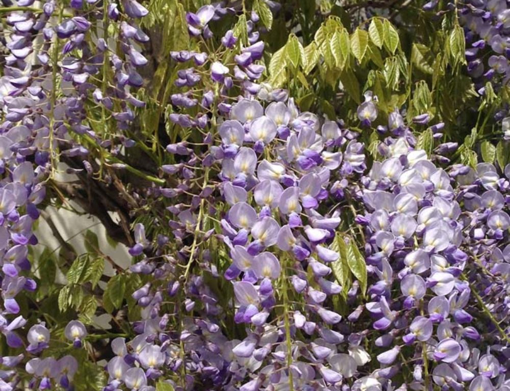 Mature Large Wisteria Plants for Sale UK Paramount Plants