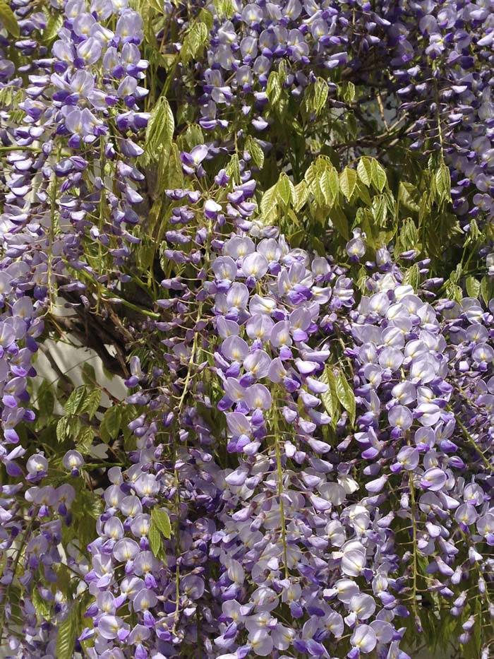 Urban Garden Climbers – Wisteria in its spring flowering glory