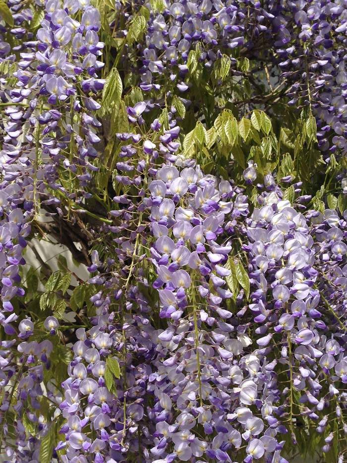 Urban Garden Climbers. Climbing plants for Walls & Fences