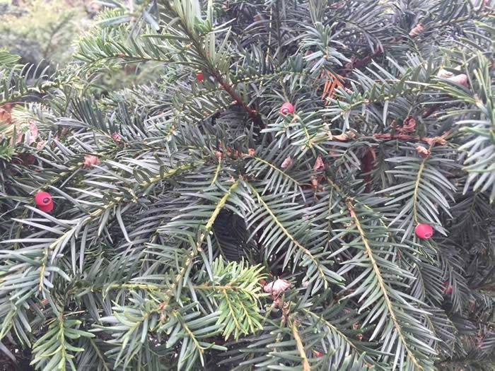 Yew hedging close up – red berries adored by birds appear in early winter