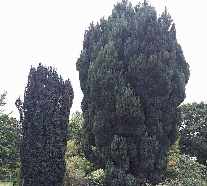 Pair of Yew trees of varying maturities