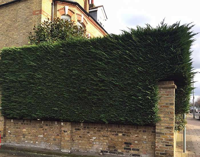 Fine example of well-kept Leylandii Hedging in Richmond, South London
