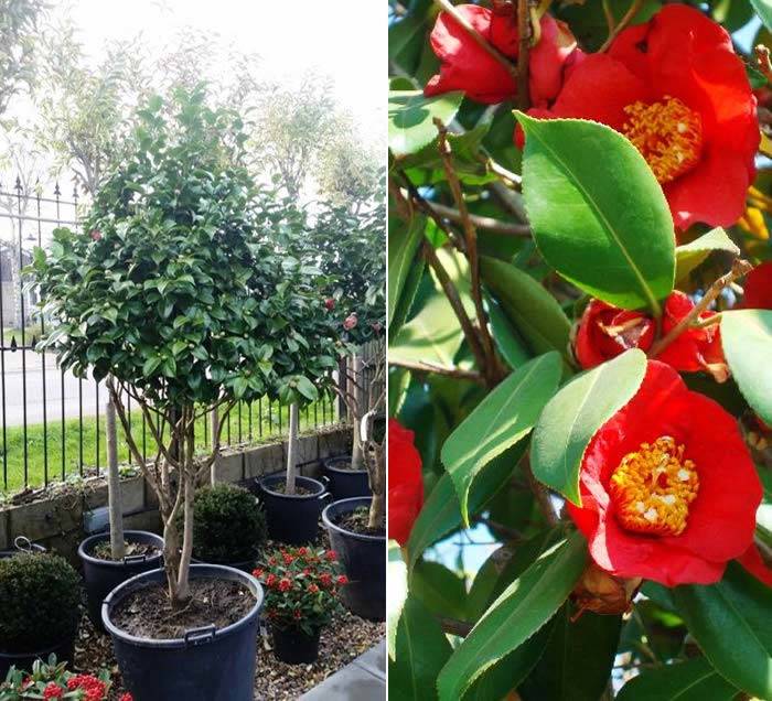 Camellia Japonica Dr Burnside