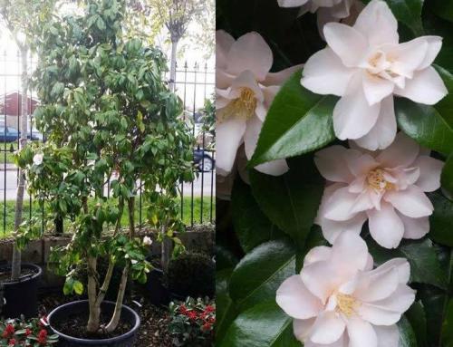 Mature Multi-Stem Camellias – Throwing Some New Shapes!