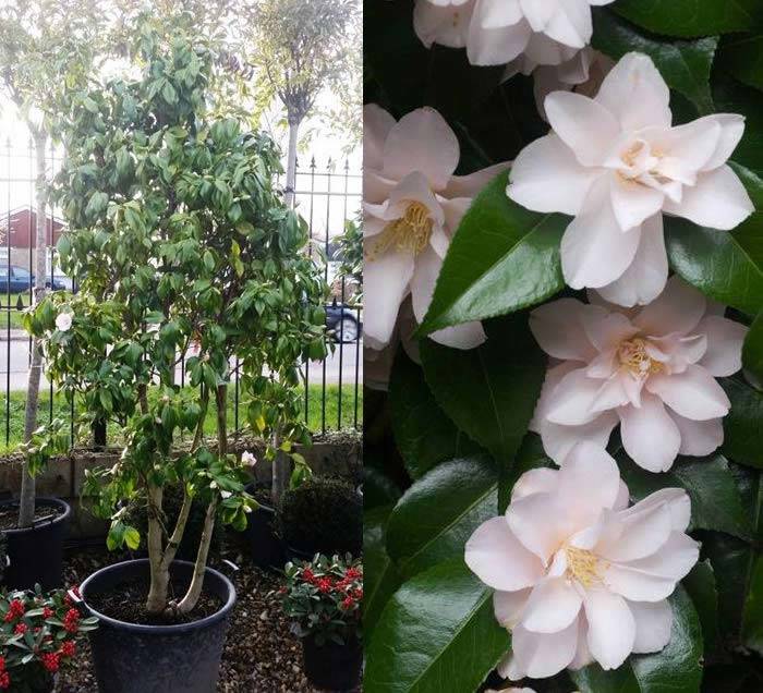 Camellia Japonica Hagorono AGM from the RHS