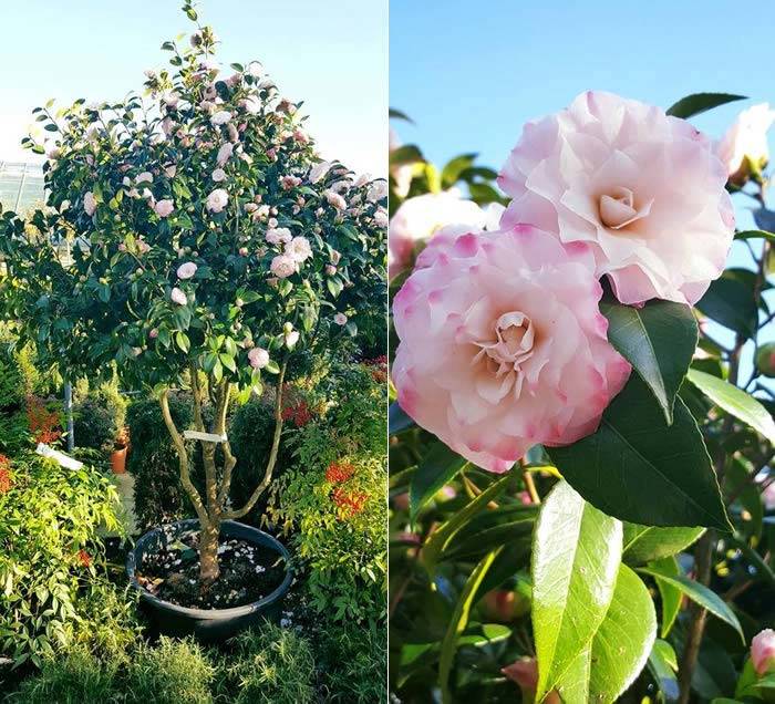 Multi-Stem Camellias: -Camellia Japonica Nuccios Pearl