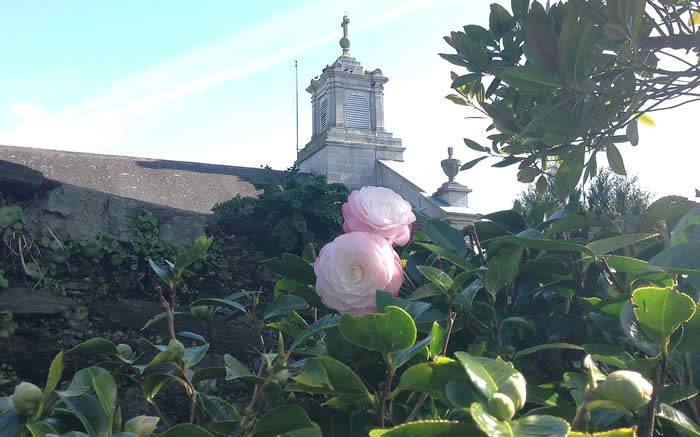 Spring Flowering Plants - Camellias in Flower