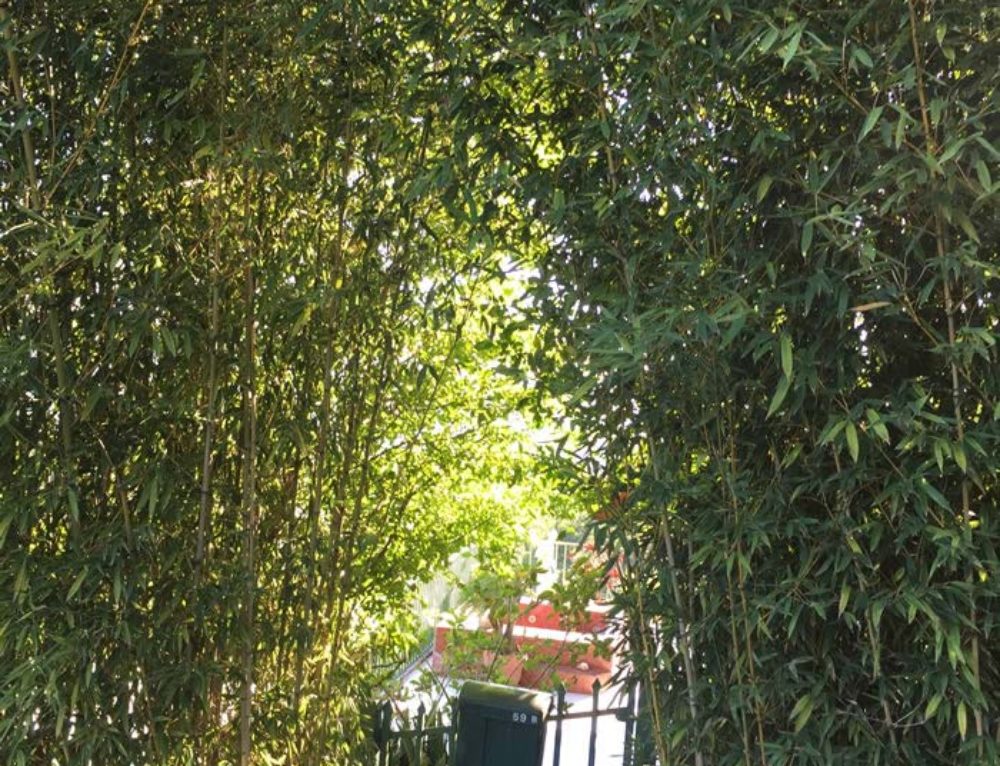 Bamboo for Screening UK Which Bamboo is Best When