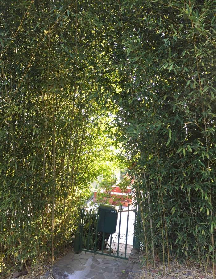 Bamboo hedging plants on special offer
