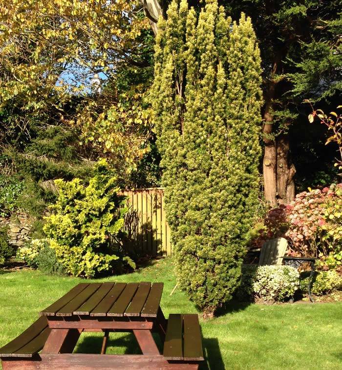 A mature Golden Irish Yew – Taxus Baccata Fastigiata Aurea