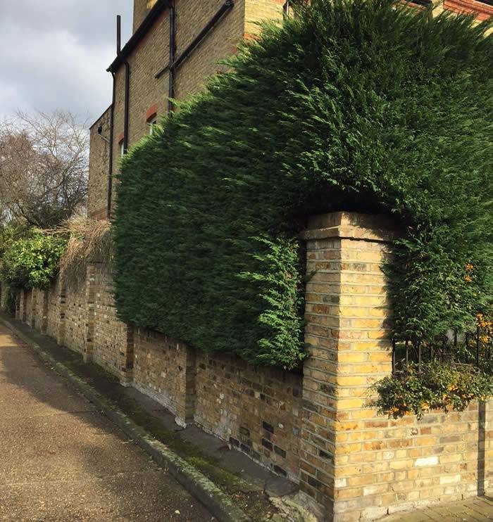 Leylandii Hedge viewed from the front - a nice, geometric rectangular shape and good depth and height
