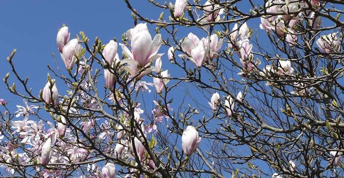 Mothers Day Plants for Presents - Magnolia Tree in flower