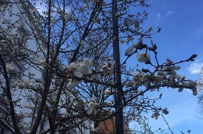 Magnolia Trees UK, February 2016 – London’s Magnolias prepare to bloom