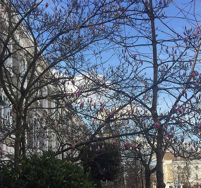 Magnolia Trees in Bloom UK